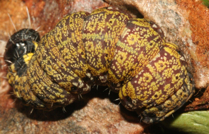  Larva en posición dorsal de <i>Psychocampa joanna</i> (Mimallonidae), PU estadio. Sector San Cristóbal, puente Palma Voucher 11-SRNP-3483-DHJ486834.jpg.
