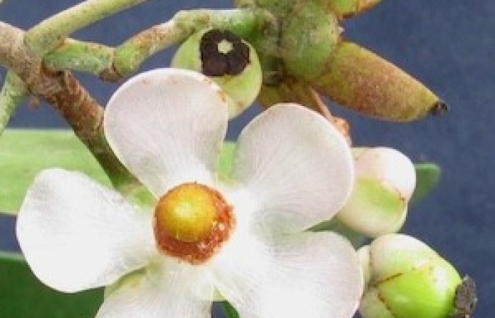  Flor de <i>Clusia  minor</i> (Clusiaceae), planta hospedera de <i>Psychocampa joanna</i> (Mimallonidae). Tomado de PlantNet, Área de Conservación Guanacaste, Costa Rica.