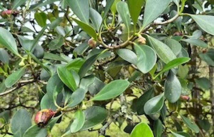  Fruto de <i>Clusia  minor </i>(Clusiaceae), planta hospedera de </i>Psychocampa joanna</i> (Mimallonidae). Tomado de PlantNet, Área de Conservación Guanacaste, Costa Rica.