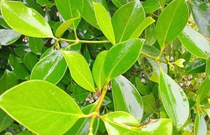  Planta hospedera de <i>Clusia  minor</i> (Clusiaceae), planta hospedera de <i>Psychocampa joanna</i> (Mimallonidae). Tomado de PlantNet, Área de Conservación Guanacaste, Costa Rica.