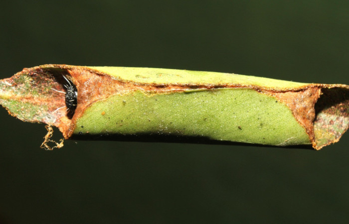  Casa en posición dorsal de <i>Psychocampa joanna</i> (Mimallonidae), PU estadio. Sector San Pitilla, Estación Quica Voucher 17-SRNP-72646-DHJ741007.jpg.
