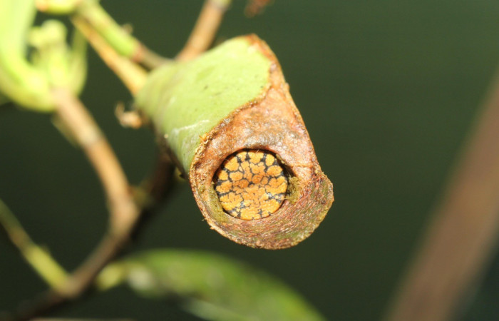  Cabeza en posición dorsal de <i>Psychocampa joanna</i> (Mimallonidae), PU estadio. Sector San Pitilla, Estación Quica Voucher 17-SRNP-72646-DHJ741005.jpg.
