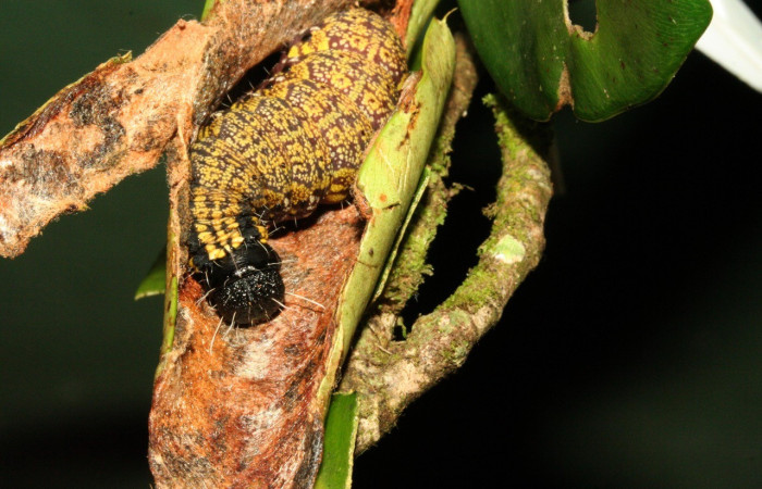  Larva en posición dorsal de <i>Psychocampa joanna</i> (Mimallonidae), PU estadio. Sector San Cristóbal, puente Palma Voucher 11-SRNP-3483-DHJ486830.jpg.
