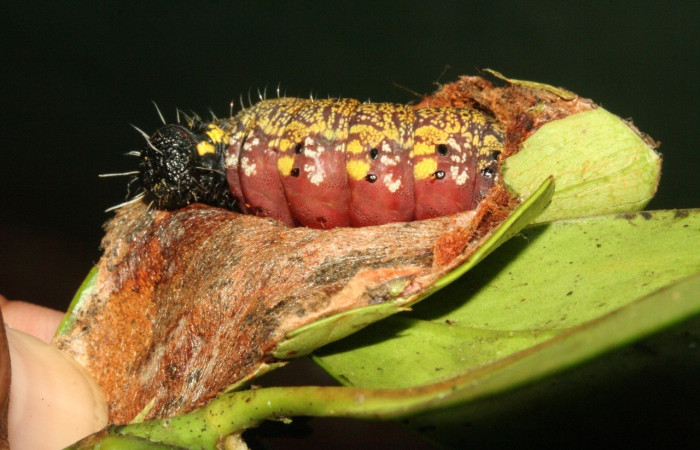  Larva en posición lateral de <i>Psychocampa joanna</i> (Mimallonidae), PU estadio. Sector San Cristóbal, puente Palma Voucher 11-SRNP-3483-DHJ486831.jpg.
