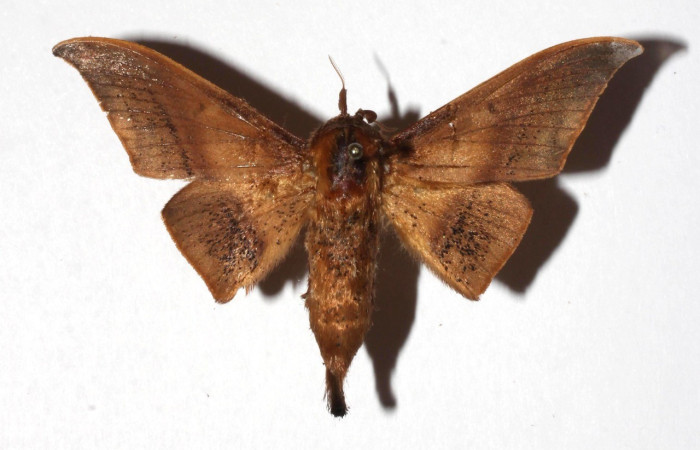  Adulto en posición dorsal de <i>Psychocampa joanna</i> (Mimallonidae). Sector Pitilla, Estaciuón Quica. Voucher 17-SRNP-72647-DHJ930608.
