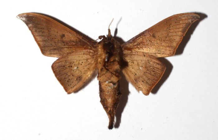  Adulto en posición ventral de <i>Psychocampa joanna</i> (Mimallonidae). Sector Pitilla, Estaciuón Quica. Voucher 17-SRNP-72647-DHJ930609.
