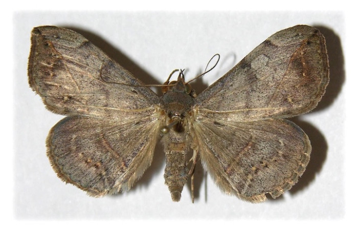 El adulto <i>Anticarsia gemmatalis</i>. Mariposa de color gris cenizo con manchas oscuras en los bordes de sus alas y líneas cafés finas que las atraviesan, además de un cuerpo delgado con antenas largas y delicadas.
