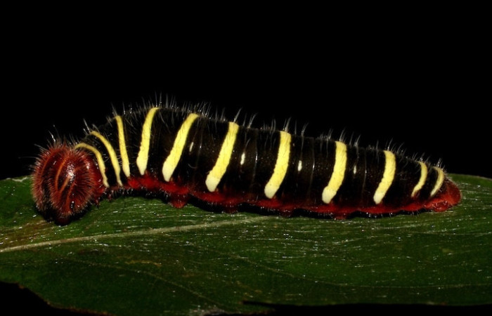 El oruga <i>Telegonus procrastinator</i>. Destaca por su cuerpo negro adornado con llamativas franjas verticales amarillas y una cabeza de color café rojizo igualmente que su vientre.