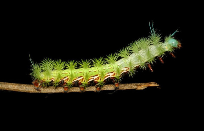 La oruga <i>Automeris zozimanaguana</i>. Es de un color verde brillante, cubierta de grupos de 