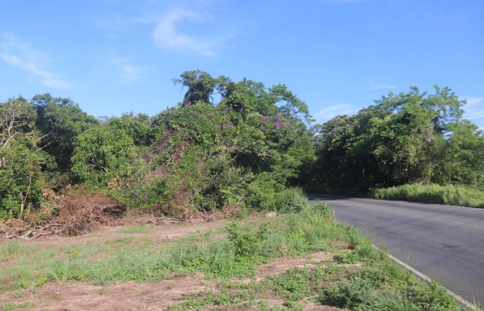Hábitad de <i>Macropsychanthus violaceus</i>. Se puede observar sobre la vegetación marginal de la Carretera Interamericana Norte, Sector Santa Rosa, Costa Rica. Foto: Adrián Guadamuz, 02 de septiembre, 2024.