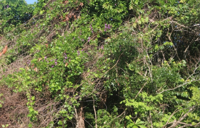 <i>Macropsychanthus violaceus</i>. Es una planta especialista en crecer en lugares con suelos degradados, pobres en nutrientes o compactados, típicos de los márgenes de carretera.
Foto, Adrián Guadamuz, 02 Setiembre 2024.