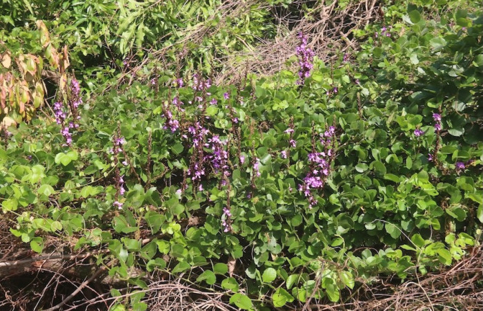 <i>Macropsychanthus violaceus</i>. Vista de follaje denso y las inflorescencias en racimos erectos con flores de color violeta intenso. Foto: Adrián Guadamuz, 02 de septiembre, 2024.