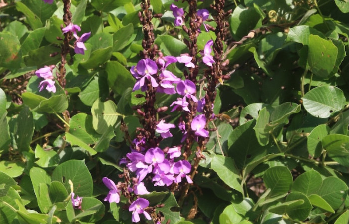<i>Macropsychanthus violaceus</i>. Racimos de flores color lila emergiendo entre el denso follaje. Esta disposición permite que las flores resalten para atraer polinizadores. Foto: Adrián Guadamuz, 02 de septiembre, 2024.