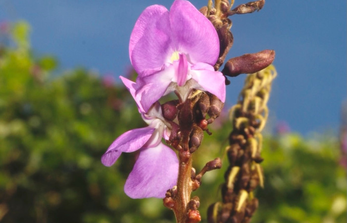 <i>Macropsychanthus violaceus</i>. Detalle de la inflorescencia mostrando flores papilionáceas de color violeta intenso y botones florales en desarrollo sobre un raquis pubescente. Foto: Adrián Guadamuz, 02 de septiembre, 2024.
