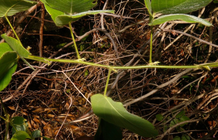 <i>Macropsychanthus violaceus</i>. Ramas jóvenes y pecíolos cubiertos por vellosidades suaves. Y conexión alterna de las hojas compuestas al tallo principal. Foto: Adrián Guadamuz, 02 de septiembre, 2024.