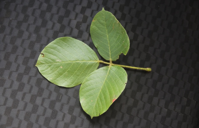 <i>Macropsychanthus violaceus</i>. Vista detallada del haz de la hoja compuesta y trifoliolada, donde se aprecian los tres folíolos y el pecíolo que los sostiene. Foto: Adrián Guadamuz, 02 de septiembre, 2024.