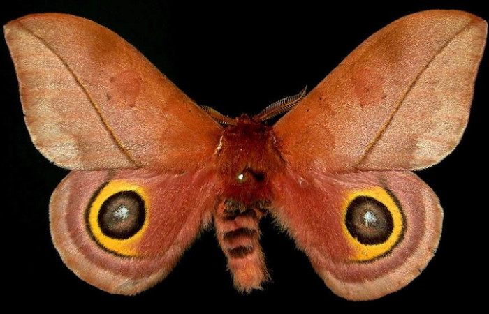 El adulto <i>Automeris zozimanaguana</i>. Tiene alas superiores café rojizo tipo hoja seca, grandes manchas en las alas inferiores que parecen ojos amarillos con negro para asustar depredadores, además de un cuerpo velloso y antenas ramificadas similares una hoja de palma.