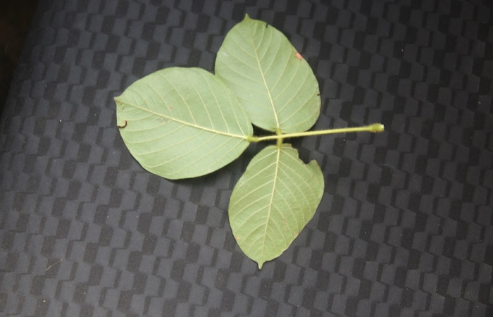 <i>Macropsychanthus violaceus</i>. Envés de la hoja, resaltando la nervadura prominente y la coloración más clara de la cara inferior. Foto: Adrián Guadamuz, 02 de septiembre, 2024.