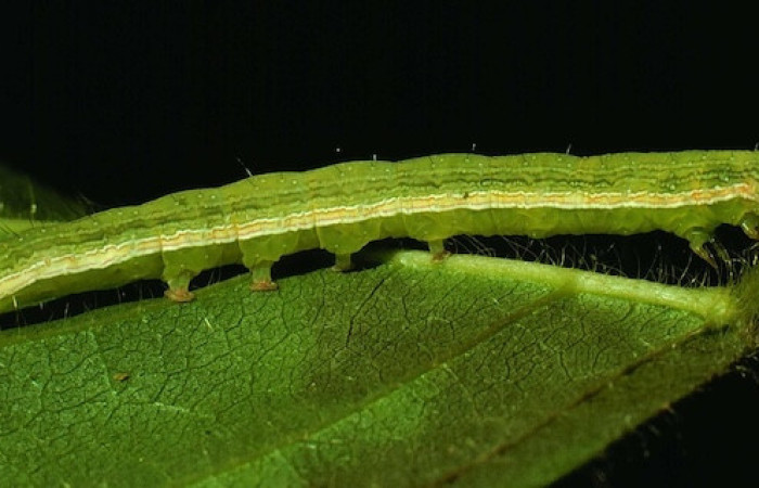 La oruga <i>Anticarsia gemmatalis</i>. Es de color verde claro y destaca por tener una línea blanca con bordes amarillos que recorre todo su cuerpo de forma horizontal, lo que le permite camuflarse perfectamente sobre las hojas de las que se alimenta.