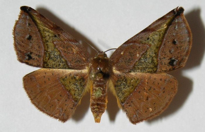 Fig. 1. Adulto de <i>Cratoptera atina</i>. 34mm de longitud vista dorsal. Voucher : 04-SRNP-33744-DHJ326150.jpg.