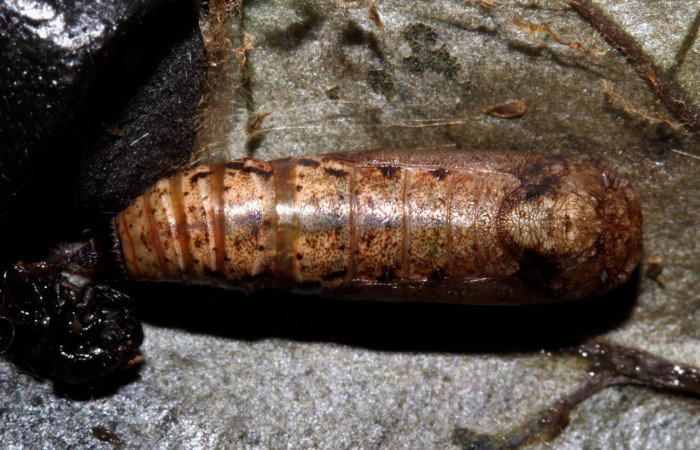 Fig.10. Mostranto pupa de <i>Cratoptera atina</i> en posición dorsal. Voucher : 21-SRNP-31721-DHJ787878.jpg.