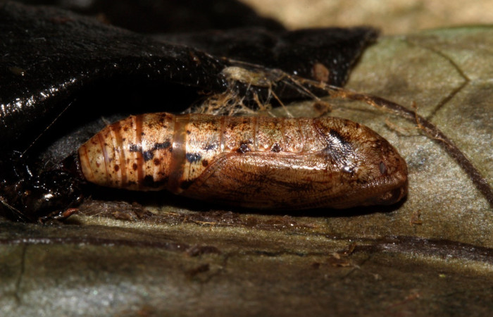 Fig.11. Mostranto pupa de <i>Cratoptera atina</i> en posición lateral. Voucher : 21-SRNP-31721-DHJ787879.jpg.