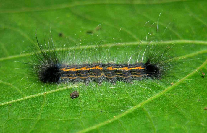 Fig.12. Mostranto larva de <i>Zanola fieldi</i> en posición lateral. Voucher : 05-SRNP-33775-DHJ424127.jpg. 