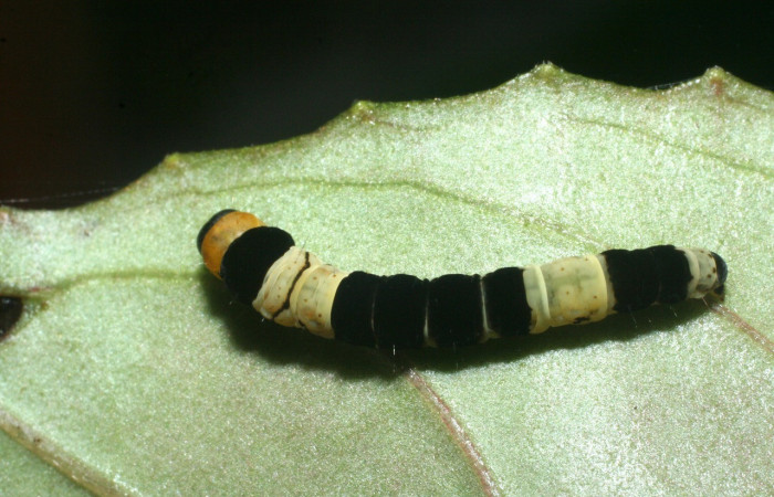 Fig.13. Mostranto larva de <i>Ethmia lesliesaulae</i> en posición dorsal. Voucher : 09-SRNP-71951-DHJ465336.jpg.