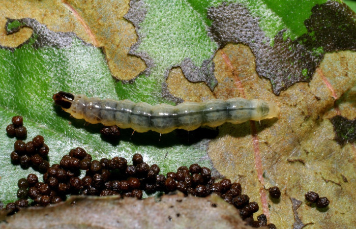 Fig.14. Mostranto larva de <i>Desmia</i> benealisDHJ02 en posición dorsal. Voucher : 06-SRNP-32879-DHJ415982.jpg.