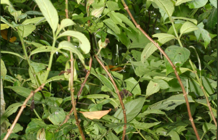 Fig. 15. <i>Drymonia serrulata</i>, Gesneriaceae. Localidad: Estación Biológica San Gerardo, Bosque en restauración con Melina (Gmelina arborea ). Colector: Adrian Guadamuz.Voucher: BioBot12780. Fecha: 2012-06-22T00:00:00.000Z

