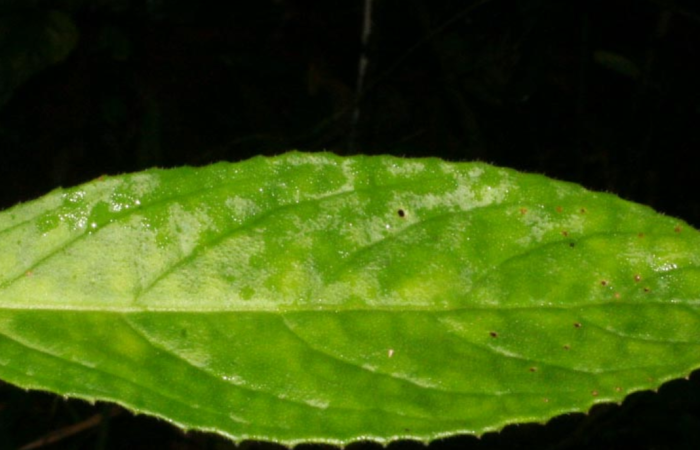 Fig. 16. Hoja haz, <i>Drymonia serrulata</i>, Gesneriaceae. Localidad: Estación Biológica San Gerardo, Bosque en restauración con Melina (Gmelina arborea ). Colector: Adrian Guadamuz.Voucher: BioBot12780. Fecha: 2012-06-22T00:00:00.000Z