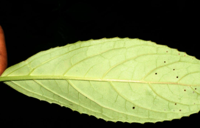 Fig. 17. Hoja envés, <i>Drymonia serrulata</i>, Gesneriaceae. Localidad: Estación Biológica San Gerardo, Bosque en restauración con Melina (Gmelina arborea ). Colector: Adrian Guadamuz.Voucher: BioBot12780. Fecha: 2012-06-22T00:00:00.000Z