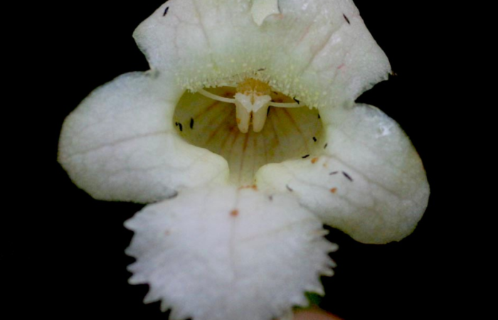 Fig. 18. Flor, <i>Drymonia serrulata</i>, Gesneriaceae. Localidad: Estación San Biológica Gerardo, Bosque en restauración con Melina (Gmelina arborea ). Colector: Adrian Guadamuz.Voucher: BioBot12780. Fecha: 2012-06-22T00:00:00.000Z