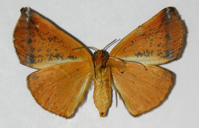 Fig. 2. Adulto de <i>Cratoptera atina</i>. 34mm de longitud vista ventral. Voucher : 04-SRNP-33744-DHJ326151.jpg.