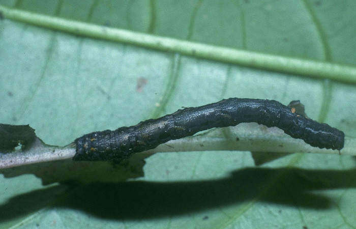 Fig. 3. Larva de <i>Cratoptera atina</i>. De 38mm de longitud en posición lateral. Voucher : 04-SRNP-33744-DHJ84933.jpg.
