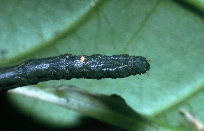 Fig. 4. Larva de <i>Cratoptera atina</i>. De 38mm de longitud en posición dorsal. Voucher : 04-SRNP-33744-DHJ84935.jpg. 
