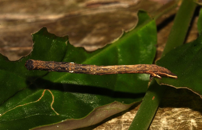Fig. 5. Larva de <i>Cratoptera atina</i>. De 38mm de longitud en posición lateral. Voucher : 21-SRNP-31721-DHJ787866.jpg.
