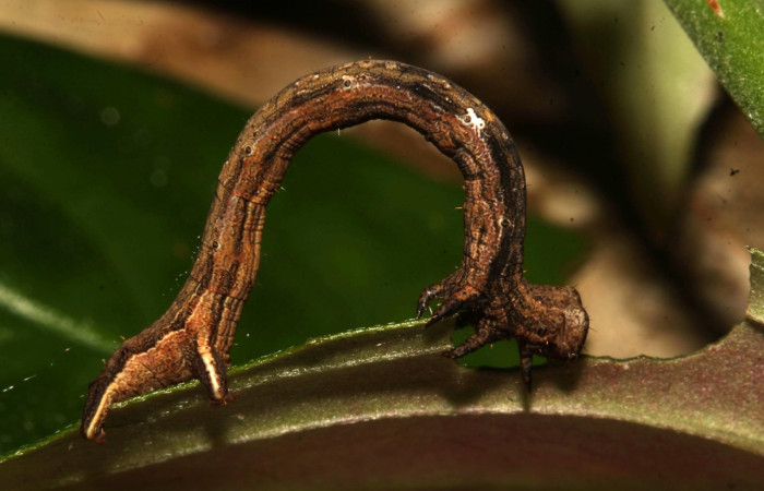 Fig. 6. Larva de <i>Cratoptera atina</i>. De 38mm de longitud en posición lateral. Voucher :21-SRNP-31721-DHJ787867.jpg.