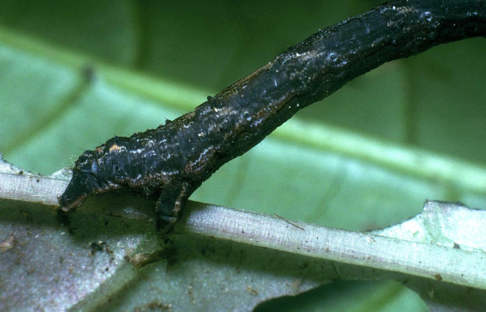 Fig. 7. Mostrando propatas de <i>Cratoptera atina</i>. Voucher : 04-SRNP-33744-DHJ84937.jpg.
