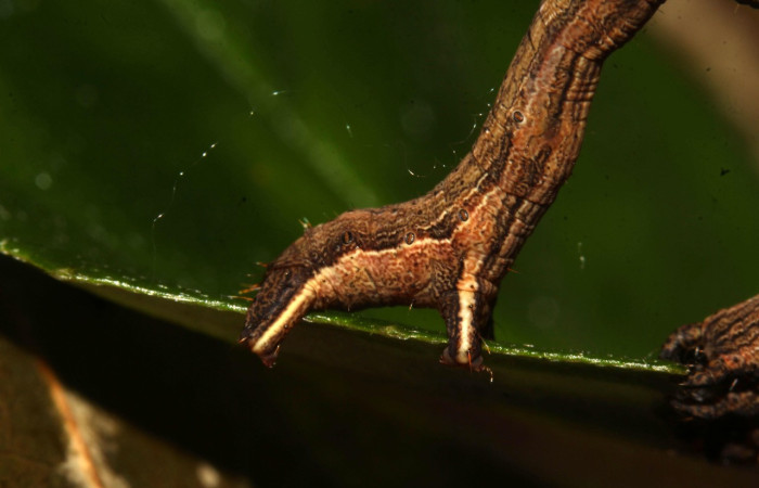 Fig. 8. Mostrando propatas de <i>Cratoptera atina</i>. Voucher : 21-SRNP-31721-DHJ787874.jpg.