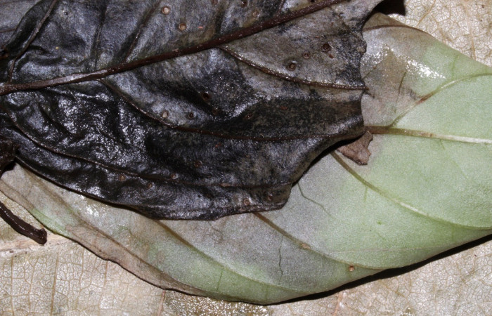 Fig. 9. Mostranto hojas de <i>Drymonia serrulata</i>. Voucher : 21-SRNP-31721-DHJ787877.jpg.