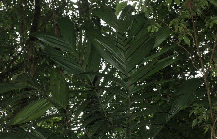 Fig.03. Hábito de Synechanthus warscewiczianus, vista de forma de forma apical de planta adulta, 15 Nov 2025, Estación Pitilla, fotografía: Calixto Moraga.