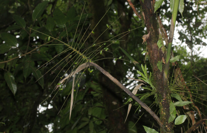 Fig.05. Inflorescencia de Synechanthus warscewiczianus, dos espigas florales abiertas y dos en proceso de abrir, 15 Nov 2025, Estación Pitilla, fotografía: Calixto Moraga.
