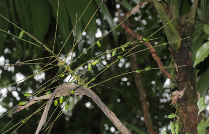 Fig.07. Inflorescencia de Synechanthus warscewiczianus, infrutescencia iniciando su desarrollo, 15 Nov 2025, Estación Pitilla, fotografía: Calixto Moraga.
