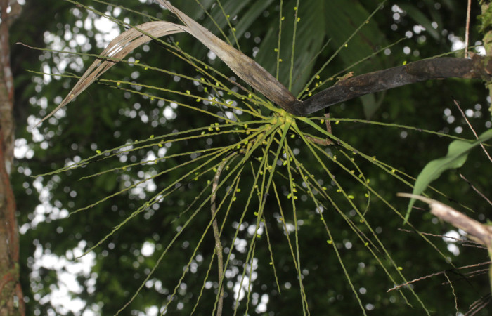 Fig.08. Inflorescencia de Synechanthus warscewiczianus, inflorescencia con pequeños frutos, 15 Nov 2025, Estación Pitilla, fotografía: Calixto Moraga.