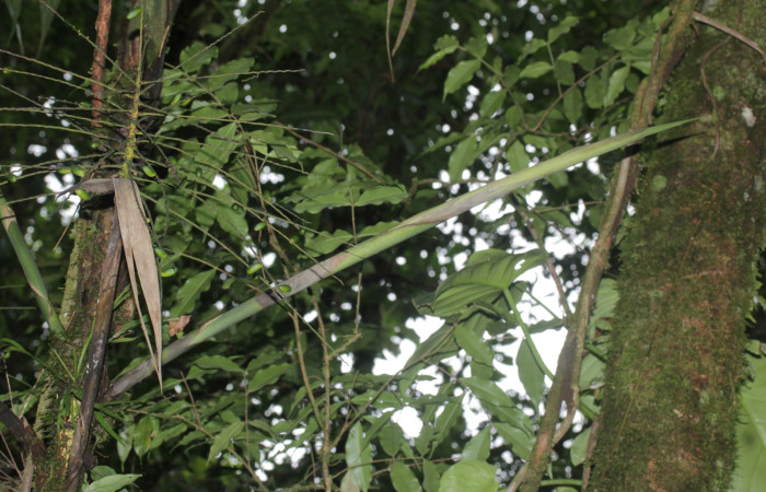 Fig.09. Inflorescencia de Synechanthus warscewiczianus, inflorescencia con pequeños frutos, 15 Nov 2025, Estación Pitilla, fotografía: Calixto Moraga.