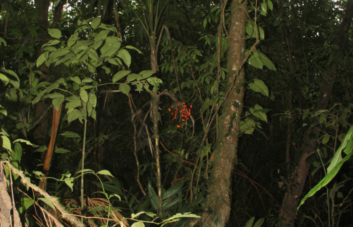 Fig.10. Synechanthus warscewiczianus, con su racimo de frutos maduros, 13 May 2026, Estación Pitilla, fotografía: Calixto Moraga.