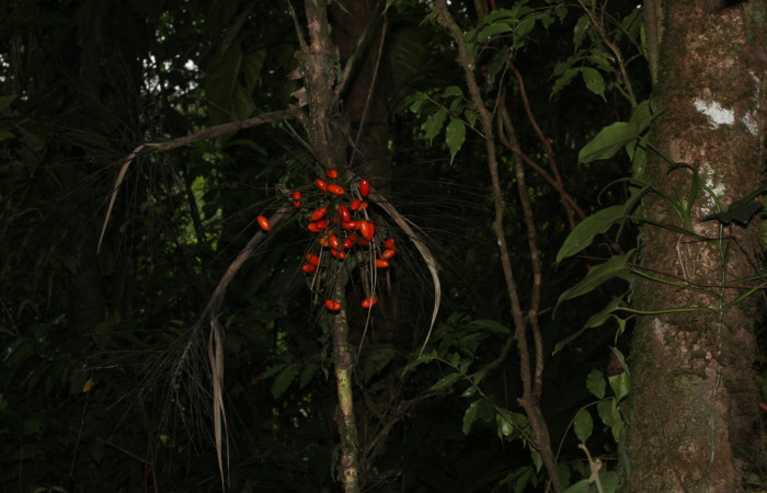 Fig.11. Synechanthus warscewiczianus, con su racimo de frutos maduros, 13 May 2026, Estación Pitilla, fotografía: Calixto Moraga.