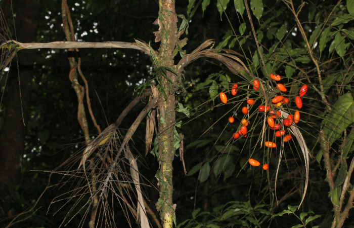 Fig.12. Synechanthus warscewiczianus, con su racimo de frutos maduros, 13 May 2026, Estación Pitilla, fotografía: Calixto Moraga.