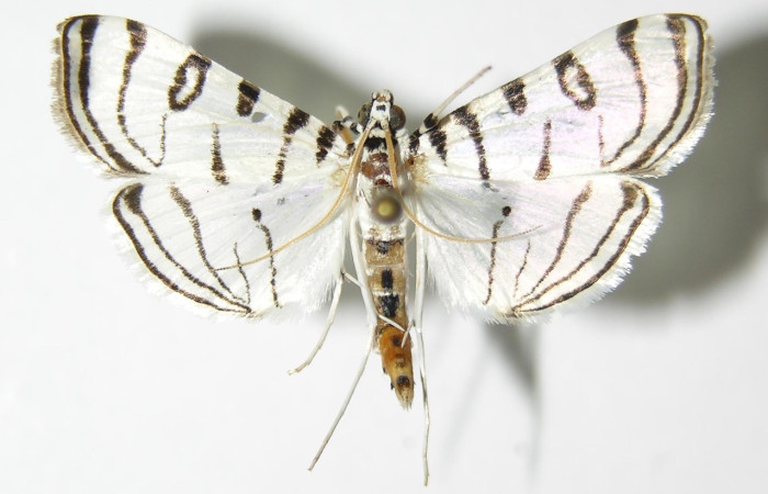 Figura 1. Adulto de <i>Conchylodes</i> arciferaDHJ02 (macho), vista dorsal. (04-SRNP-26916-DHJ332568).